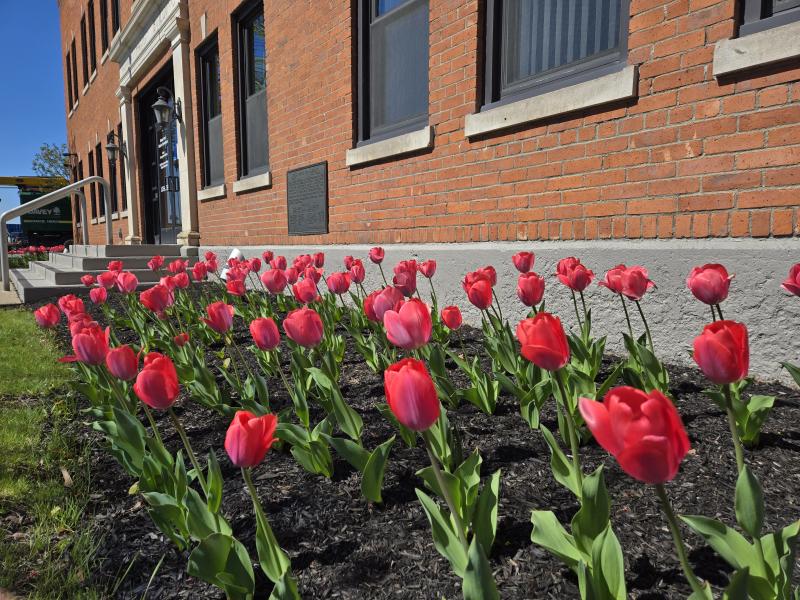 a bed of red tulips with the door to Port of Albany administration building in the background
