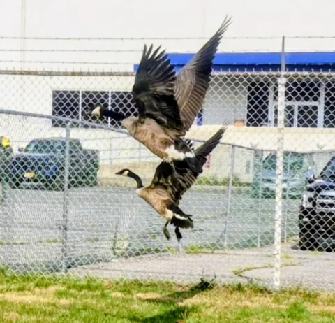 geese in flight near Mohawk Paper