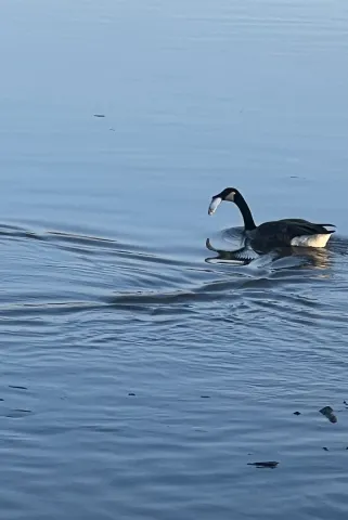 goose with a snack floating in the river